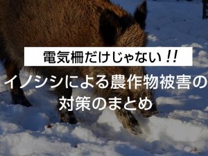 電気柵だけじゃない！イノシシによる農作物被害の対策のまとめ