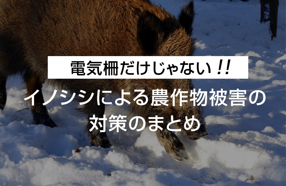 電気柵だけじゃない！イノシシによる農作物被害の対策のまとめ